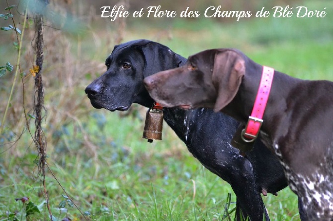 Accueil Elevage Des Champs De Bl Dor Eleveur Chiot Braque