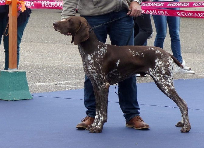 des champs de blé doré - Championnat de France 2016