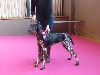  - Première exposition canine de Laïka