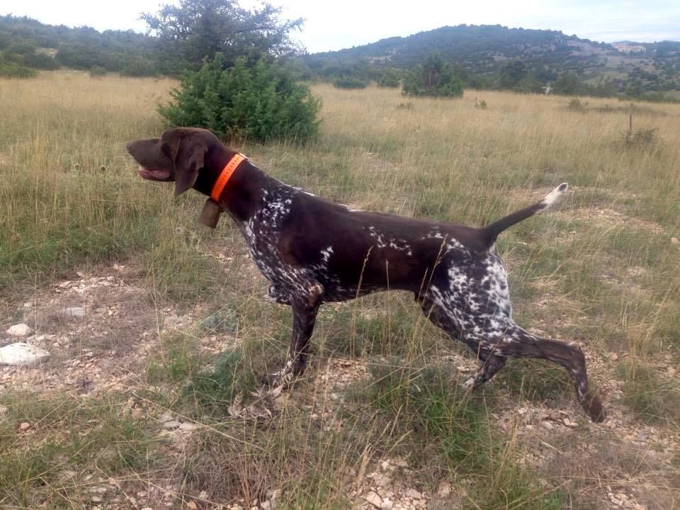 des champs de blé doré - Iron en entrainement pour les Field-trials de gibier tiré