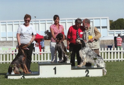 des champs de blé doré - Meilleur chien du 7éme groupe à Aulnay de Saintonge