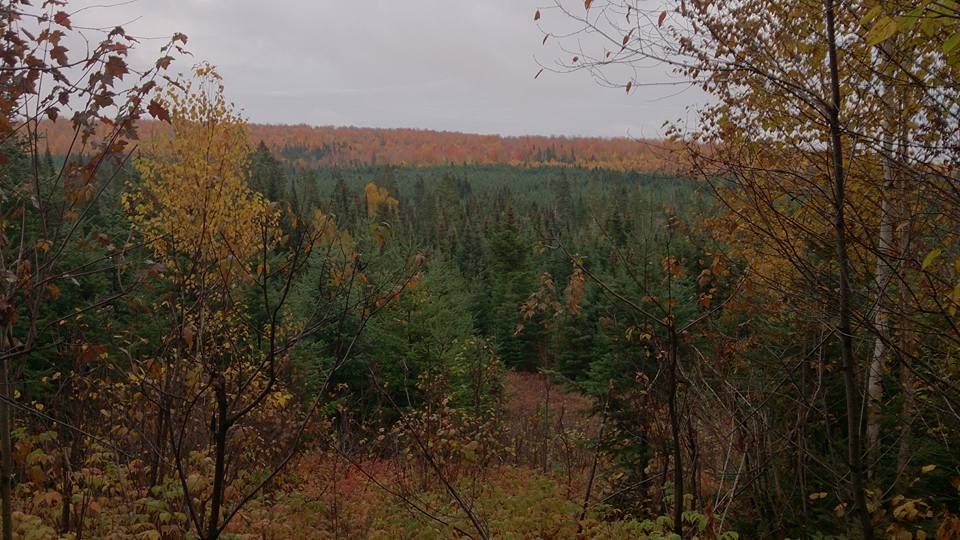 des champs de blé doré - Loustic à la chasse dans le New Brunswick