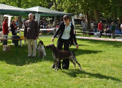 des champs de blé doré - Spéciale de race de Libourne