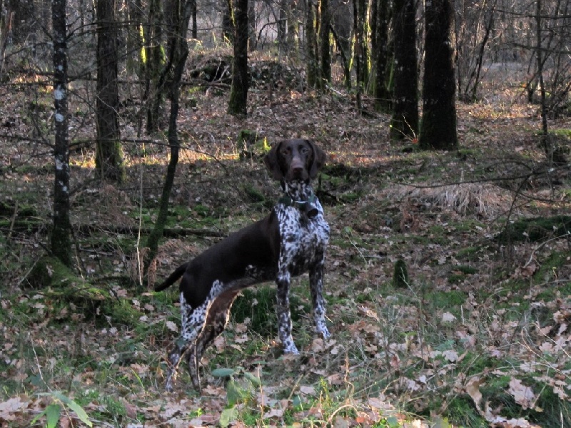 Ila des champs de blé doré