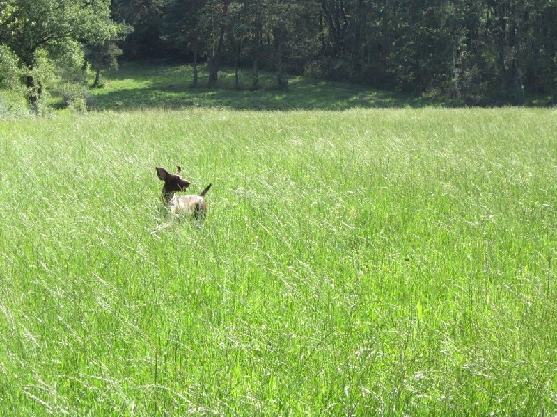 Ila des champs de blé doré