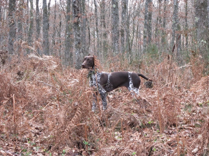 Ila des champs de blé doré