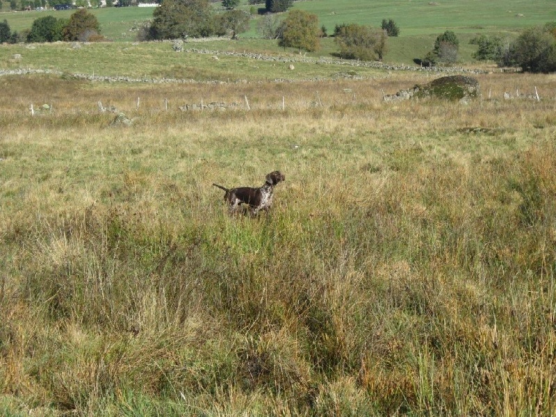 Ila des champs de blé doré