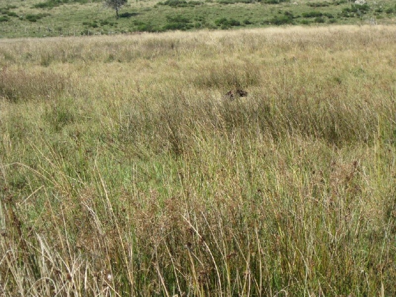 Ila des champs de blé doré