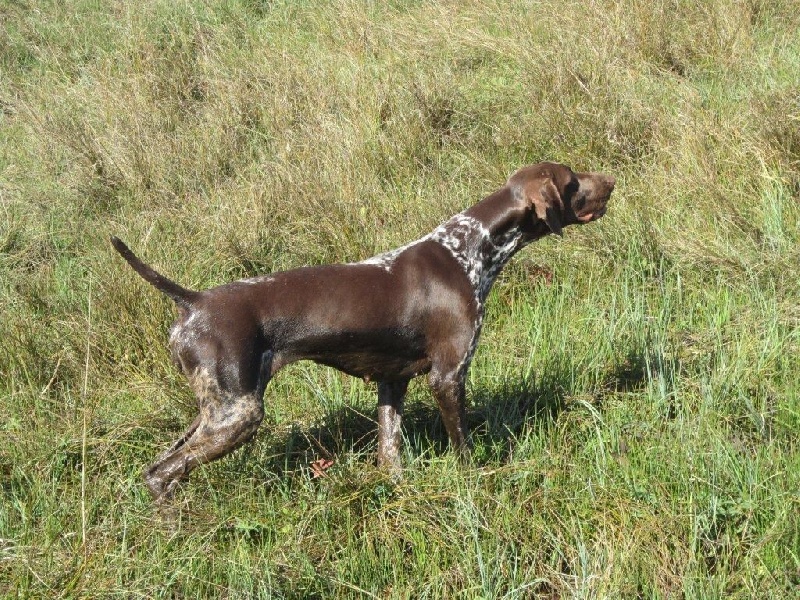 Ila des champs de blé doré