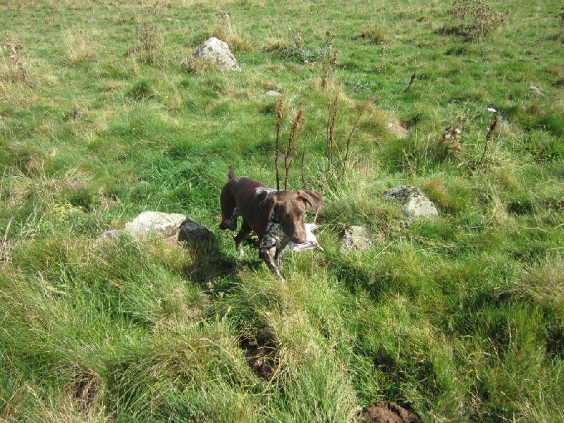 Ila des champs de blé doré