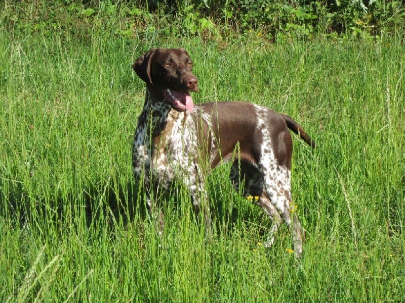 Ila des champs de blé doré