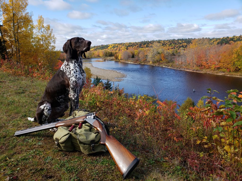 des champs de blé doré - Récit de la saison de chasse 2019 de Loustic au New Brunswick